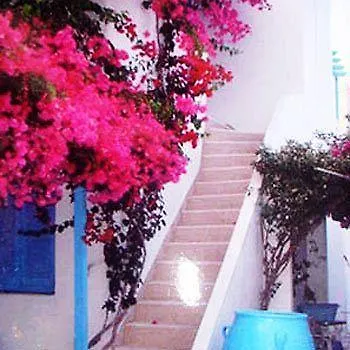 Sea Bliss Apartman